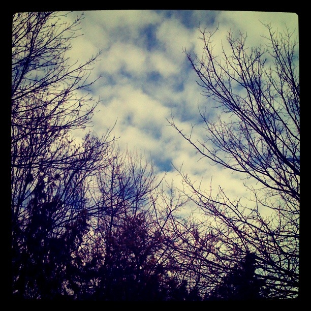 Trees & Clouds